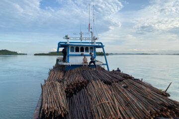 WNA Asal Singapura Danai Penyelundupan 12 Ribu Batang Kayu Ilegal Ke Singapura