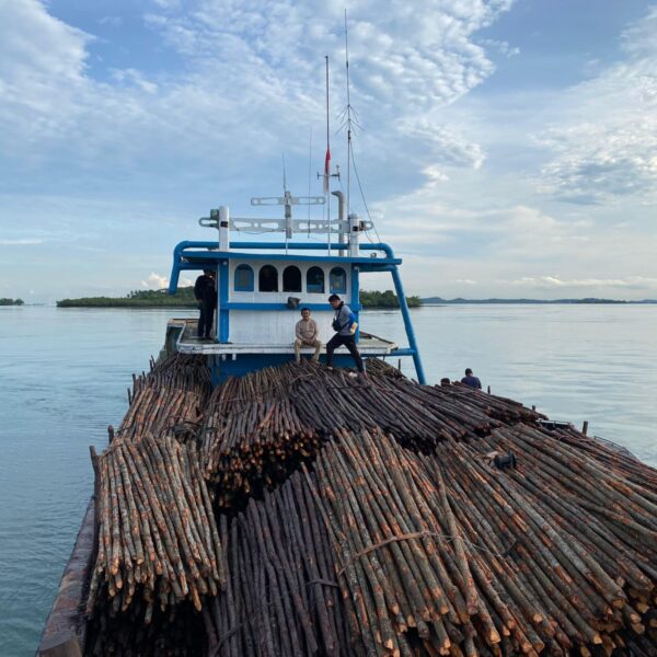 WNA Asal Singapura Danai Penyelundupan 12 Ribu Batang Kayu Ilegal Ke Singapura